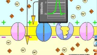 Neuron Structure and Function [upl. by Shiller]