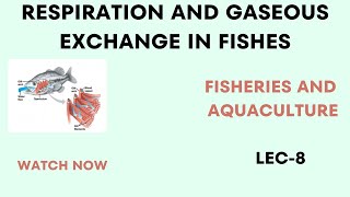 Circulation and Gaseous Exchange in FishRespiration In fish Miller HarleyBS MS [upl. by Acinehs225]