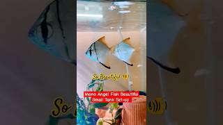 Mono Angel Fish Tank Setup beautiful trending viralpost viralvideo viraltrend toptrending [upl. by Hsaka265]