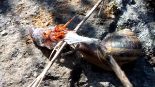 Woodlouse Spider Vs Snail [upl. by Kcirederf500]