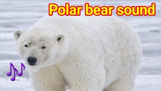 Polar bear sounds  Polar bear sound  polar bear sound effect  polar bear roar  polar bear [upl. by Jenni]