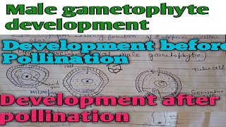 Male Gametophyte Development before pollination Pollination cycasDevelopment after pollination [upl. by Barty]