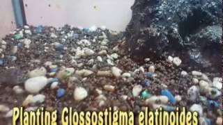 How to plant Glossostigma elanotoides  planting glossostigma [upl. by Notlew]