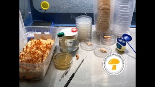 Breeding cordyceps militaris What is the best method to breed cordyceps Part 1 amp beetle updates [upl. by Ydahs991]