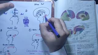 chapter 12 part 1thalamusneuroanatomyneurophysiologyneurosciencesanatomy [upl. by Htebazila]