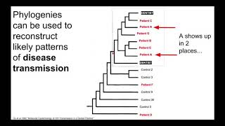 Phylogenies for many things [upl. by Idnek]