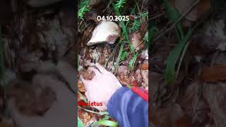 Boletus edulis  Skriveni dragulj  Oktobar 2024  forest mushroom fungi nature boletus edulis [upl. by Idnal]