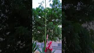 Agave plant trending viralvideo shorts shortvideo youtubeshorts shortsfeed [upl. by Veneaux]