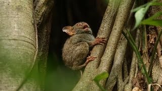 Tarsier Call Noise [upl. by Micheline]