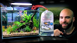 Making An EXOTIC GUPPY Nano Tank SNOW WHITE GUPPYS [upl. by Gean11]