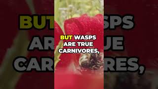 The Fuzzy Truth About Bees And Their Stinging Cousins [upl. by Assille176]