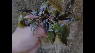 How to Grow Cryptocoryne Wendtii Brown [upl. by Charis238]