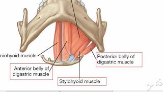 Suprahyoid muscles 4 [upl. by Naanac108]