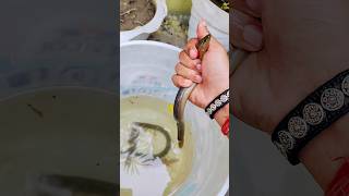 Snake bite 🐍🐢 turtle pets shortvideo fish kachua [upl. by Hgeilyak]