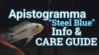 Apistogramma quotSteel Bluequot Info and Care Guide [upl. by Osnerol758]