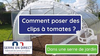 Tuteurer les tomates  comment faire tenir les tiges des tomates sur une ficelle [upl. by Mcneil370]