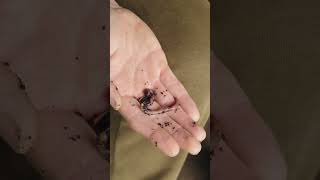 How To Attach Worms To A Carp Rig 🪱 [upl. by Anit208]