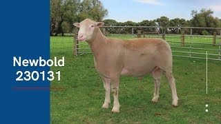 Lot 3  Newbold Poll Dorset 230131 [upl. by Hammad]