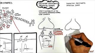 Neuron Neuron Synapses EPSP vs IPSP [upl. by Isewk187]