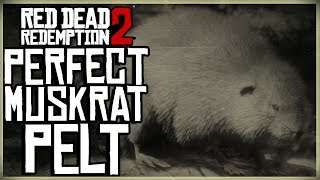 HOW TO GET A PERFECT MUSKRAT PELT  RED DEAD REDEMPTION 2 PRISTINE MUSK RAT HUNT [upl. by Eedak]