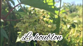 Le houblon  vertus bienfaits [upl. by Drucilla]