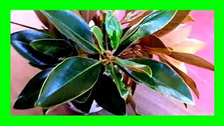 How to Propagate Magnolia Tree From Cuttings [upl. by Serra926]