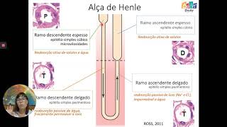 Sistema Urinário Aula 1 Histologia do Néfron [upl. by Kimball]