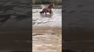 Horse and crocodile at the river animals wildlife horse crocodile [upl. by Ayihsa]