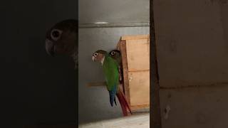 Greencheeked parakeet Greencheeked conure bird  birds sale shots [upl. by Udele]