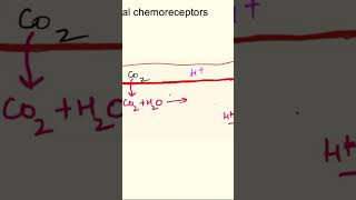 Central chemoreceptors  chemical regulation of respiration respiratory physiology mbbs [upl. by Idzik594]