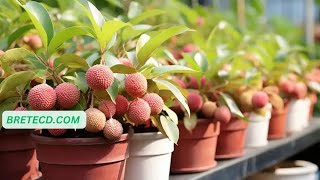 Cultiver le Litchi à partir de Graines  Un Guide Étape par Étape [upl. by Cynthla]