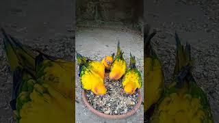 Sun conure beautiful parrots birdsvideoviralshorts [upl. by Ahsema]