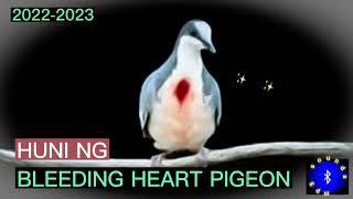 LUZON BLEEDING HEART PIGEON SOUNDS  HUNI NG PUNAY huntsmanph [upl. by Sremmus]