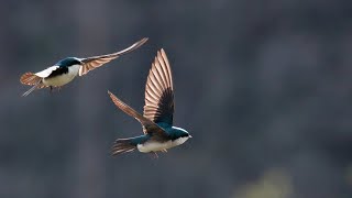 Swallows in flight [upl. by Lekim]