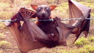 Tolga Mass Rescue of Little Red Flying Foxes off Barbed Wire [upl. by Aronle]