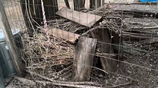 Live Trapping a Bobcat [upl. by Evania]