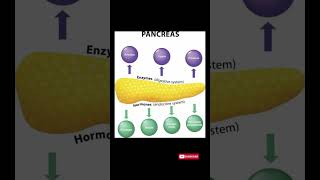 Functions of the Pancreas Hormones amp Enzymes Explained [upl. by Travax]