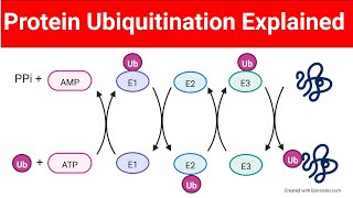 Ubiquitination of Proteins  Protein Ubiquitination Biologylectures [upl. by Gilberto]