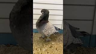 Oriental Blondinette pigeon champion fancy fancypigeons oriental show thebest funny birds [upl. by Nnanerak]