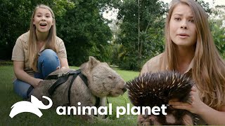 Los momentos más emotivos de Bindi y sus especies australianas favoritas  Los Irwin  Animal Planet [upl. by Easter]