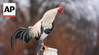 Cockfighting draws worries in Oklahoma [upl. by Zurc394]