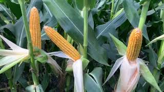 Agronomy Update Yield Estimate amp Current Crop Conditions [upl. by Eihcir930]