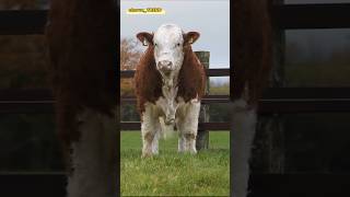 SIMMENTALBULLL Simmental ishqibozlari uchun maxsus [upl. by Carrel]