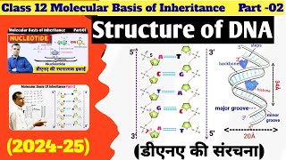 double helix model of DNA  structure of DNA  molecular basis of inheritance [upl. by Ennayelsel]