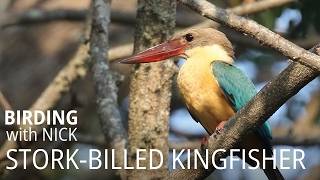 Storkbilled Kingfisher call  Pelargopsis capensis [upl. by Anitsirhk]