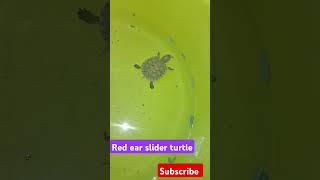 Turtle redearedslider shorts ytshorts pets aquarium [upl. by Lisandra482]