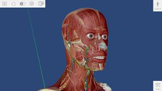 Changing the app language  Human Anatomy Atlas for zSpace [upl. by Hugibert406]