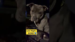 Late Night Bobby  Cute American Bully Up Late At Night Dogs Shorts Bobby [upl. by Hadihahs805]