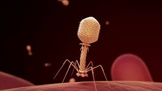 Fighting Infection with Phages [upl. by Euqram]