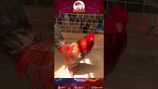 ស្ទាវ 1230g🐓❤️ chicken rooster pets fyp feeding [upl. by Ahseetal530]